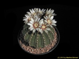 Gymnocalycium henisii 437